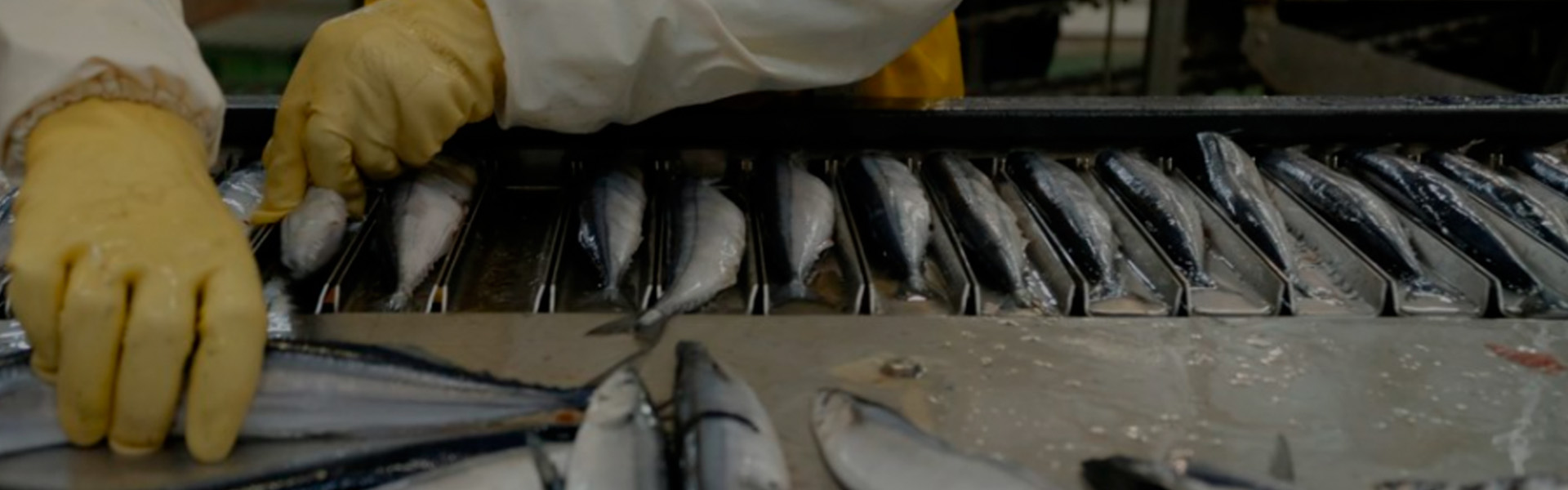 Переработка рыбы и подготовка к продаже